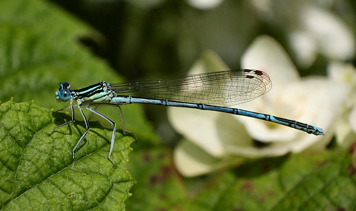 libellulina da identificare: Platycnemis pennipes